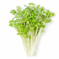 Organic White Mustard seeds for microgreens - 100 g