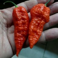 "Leviathan Gnarly Scorpion" Chilli Pepper 10 seeds