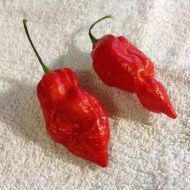 "Naga Morich" Chilli Pepper 15 seeds