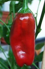 "Padron" Chilli Pepper (Pimientos de Padron)  25 seeds