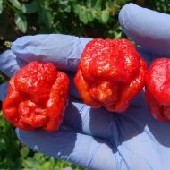 "Trinidad Scorpion Moruga Blend" Chilli Pepper 5 seeds