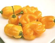 Chili Peppers "Madame Jeanette" (Capsicum chinense) 15 seeds