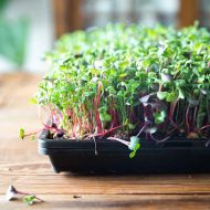 Flexible tray for micro greens and seedlings 31 x 51 x 4 cm