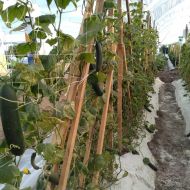 Professional support net for climbing plants and 2.04m x 1000m.