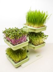 Babylon Garden hydroponic system for homes, 4 weekly harvests of sprouts or microgreens, smart app + GIFT