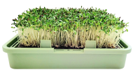 Babylon Garden hydroponic system for homes, 4 weekly harvests of sprouts or microgreens, smart app + GIFT