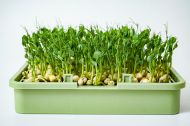 Babylon Garden hydroponic system for homes, 4 weekly harvests of sprouts or microgreens, smart app + GIFT
