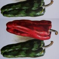 Sweet Pepper "Spanish Mammoth" (Capsicum annuum) seeds - 90 pcs (0.5 g)