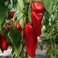 Sweet Pepper "Spanish Mammoth" (Capsicum annuum) seeds - 90 pcs (0.5 g)