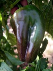 Sweet Pepper "Spanish Mammoth" (Capsicum annuum) seeds - 90 pcs (0.5 g)