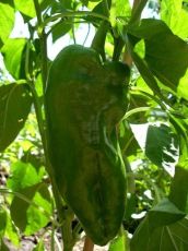 Sweet Pepper "Spanish Mammoth" (Capsicum annuum) seeds - 90 pcs (0.5 g)