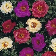 Portulaca grandiflora Double Flowered Mixed seeds - 10.000 pcs (1 g)