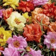 Portulaca grandiflora Double Flowered Mixed seeds - 10.000 pcs (1 g)