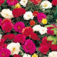 Portulaca grandiflora Double Flowered Mixed seeds - 10.000 pcs (1 g)