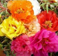 Portulaca grandiflora Double Flowered Mixed seeds - 10.000 pcs (1 g)