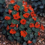 Nasturtium (Tropaeolum nanum) seeds, sort "Empress of India" - 40 pcs (5 g)