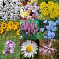 Hadgehrow and Verges for 5 m2 (2 g)