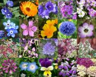 Seeds of a mix of annual wildflower species for 5-10 m2 (10 g)
