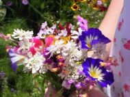Seeds of a mix of annual wildflower species for 5-10 m2 (10 g)