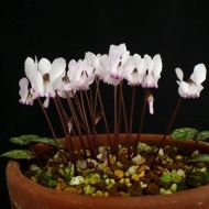 Seedlings of White-Pink Cyclamen (Cyclamen cyprium) - 1 plant