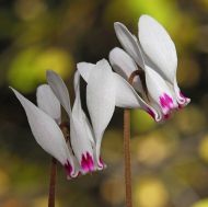 Seedlings of White-Pink Cyclamen (Cyclamen cyprium) - 1 plant