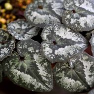 Seedlings of White-Pink Cyclamen (Cyclamen cyprium) - 1 plant