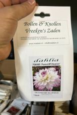 Decorative Dahlia bulb, variety "Ferncliff Illusion" - 1 pc.