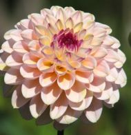 Decorative Dahlia bulb, "pompon" type, "Ferncliff Illusion" variety - 1 pc.