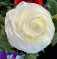 White Ranunculus bulbs (Ranunculus asiaticus) - 10 pcs.