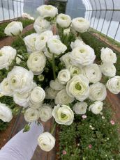 White Ranunculus bulbs (Ranunculus asiaticus) - 10 pcs.