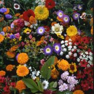 Seeds of a mix of Japanese flowers for 5-10 m2 (10 g)