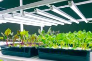 Lux-Rooting TL LED 18W 90cm 6500K 2.7μmol - LED growth lamp (without power cable)