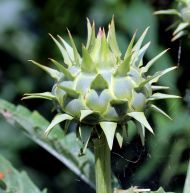 Cardoon seeds (Prickly Artichoke) variety "White Ivory" (Cynara cardunculus) - 100-125 pcs. (5 g.)