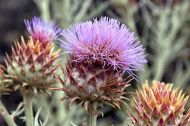 Cardoon seeds (Prickly Artichoke) variety "White Ivory" (Cynara cardunculus) - 100-125 pcs. (5 g.)