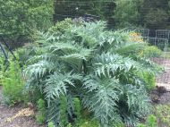 Cardoon seeds (Prickly Artichoke) variety "White Ivory" (Cynara cardunculus) - 100-125 pcs. (5 g.)