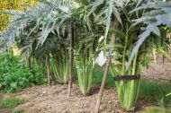 Cardoon seeds (Prickly Artichoke) variety "White Ivory" (Cynara cardunculus) - 100-125 pcs. (5 g.)
