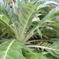 Cardoon seeds (Prickly Artichoke) variety "White Ivory" (Cynara cardunculus) - 100-125 pcs. (5 g.)