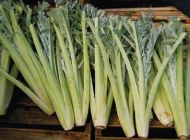 Cardoon seeds (Prickly Artichoke) variety "White Ivory" (Cynara cardunculus) - 100-125 pcs. (5 g.)