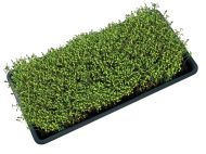 Garland Micro Greens Growing Tray With Holes, 56 x 28 x 3 cm