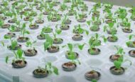 Jiffy-7 30mm. - Pressed peat pellets / plugs / washers - 2000pcs. (box)
