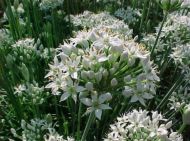 Chinese chives seeds - 750 pcs (2.5 g)