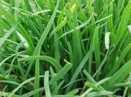 Chinese chives seeds - 750 pcs (2.5 g)