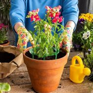 Irrigation ring for even distribution of water at the root