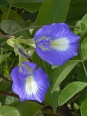 Цветя - Клитория тернатея (Clitoria ternatea) - Синя - 20 семена