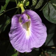 Цветя - Клитория тернатея (Clitoria ternatea) - Синя - 20 семена