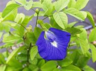 Цветя - Клитория тернатея (Clitoria ternatea) - Синя - 20 семена